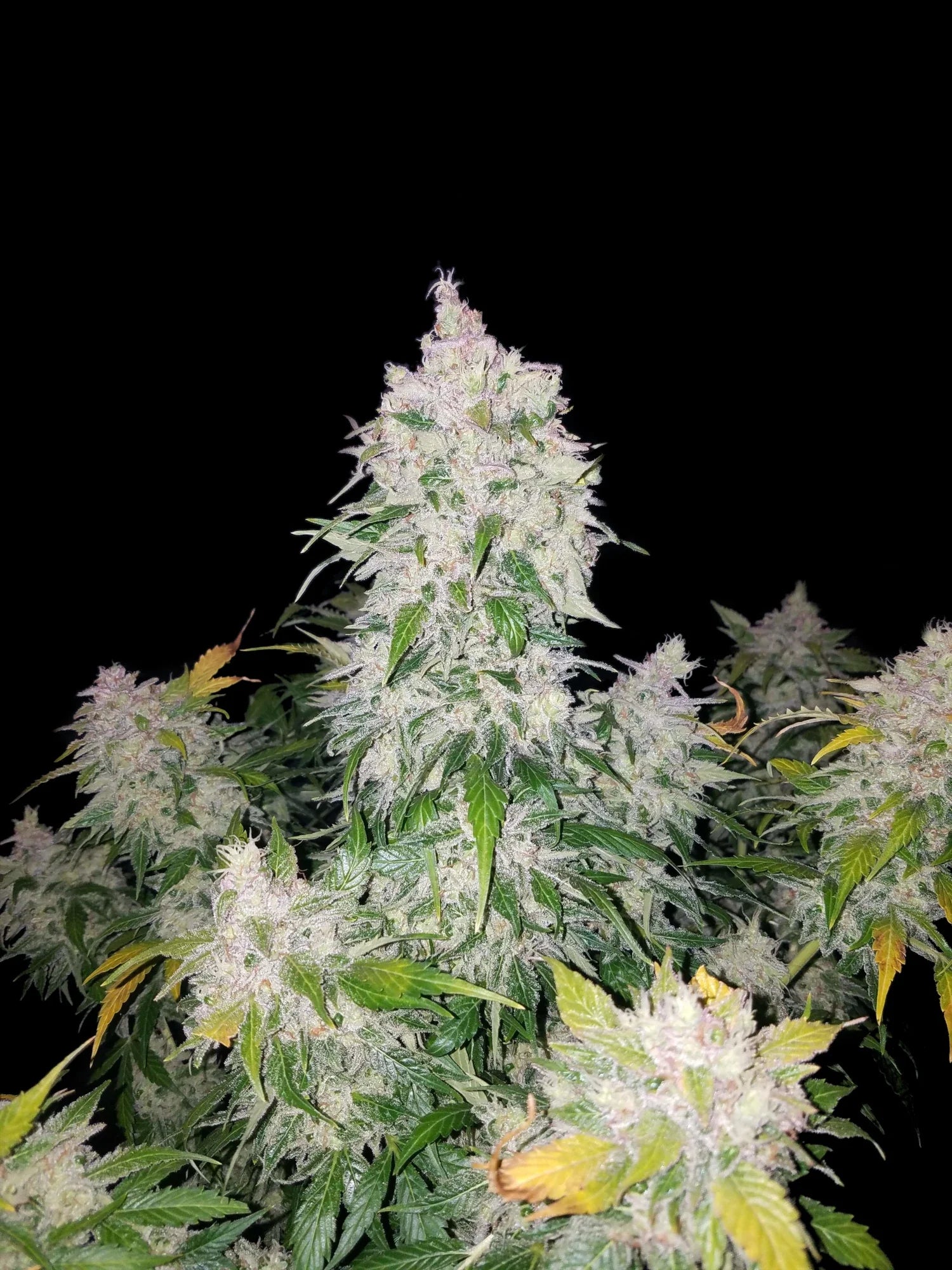 Graines de Stardawg Auto by FastBuds