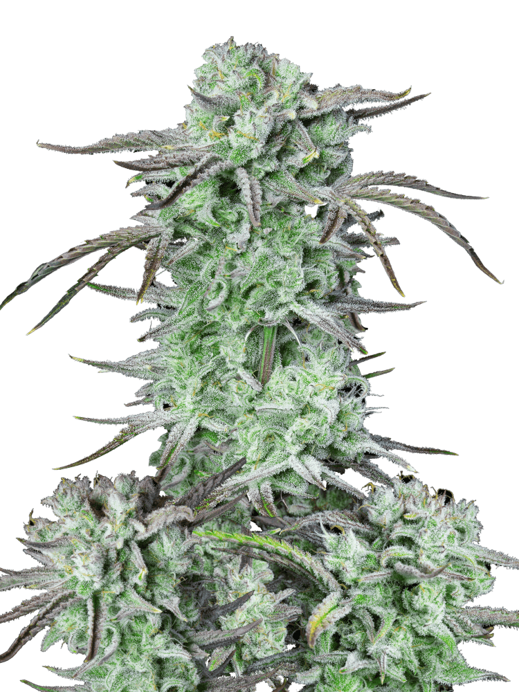 Graines de Strawberry Banana Auto by FastBuds