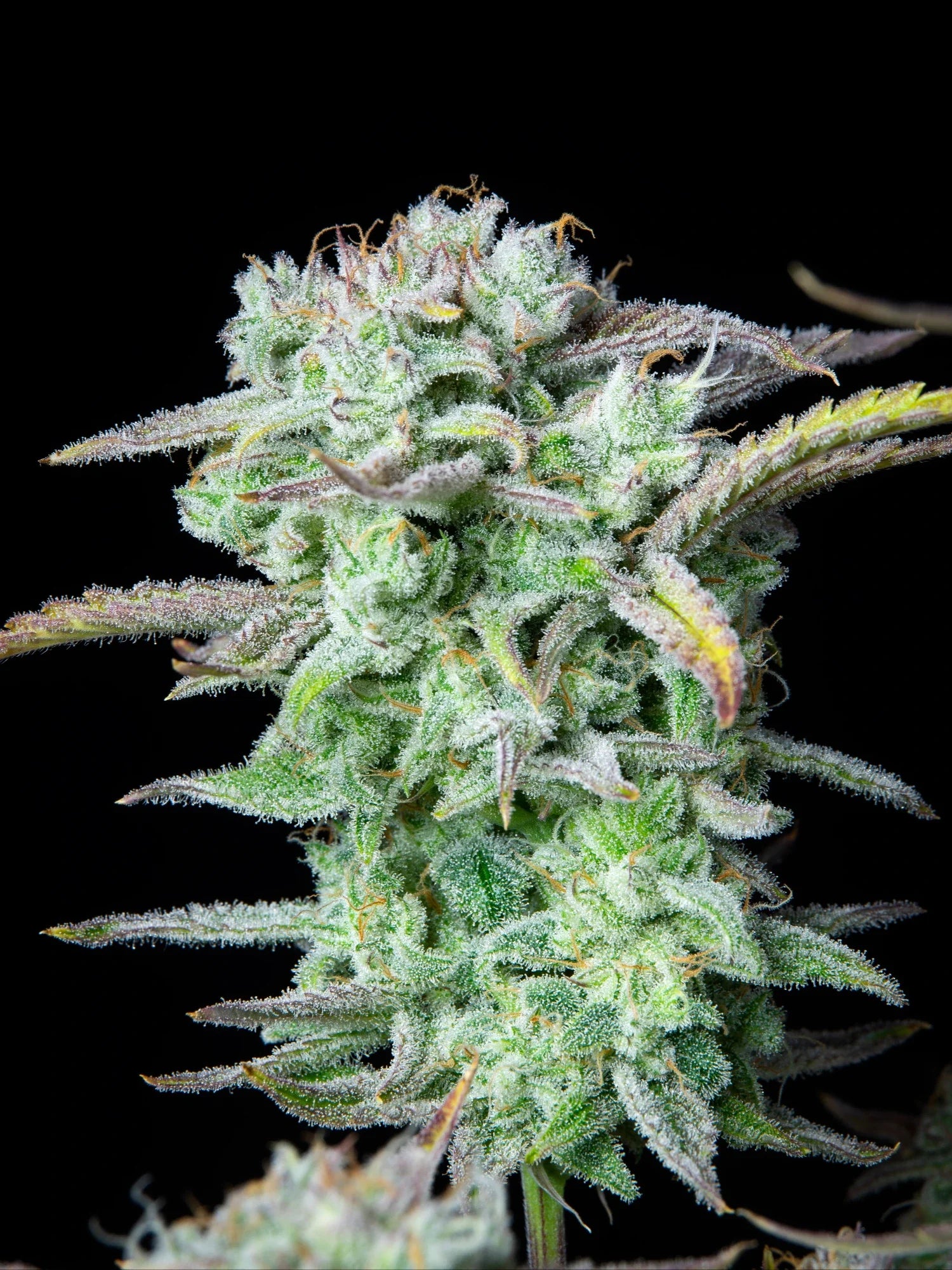 Graines de Strawberry Banana Auto by FastBuds