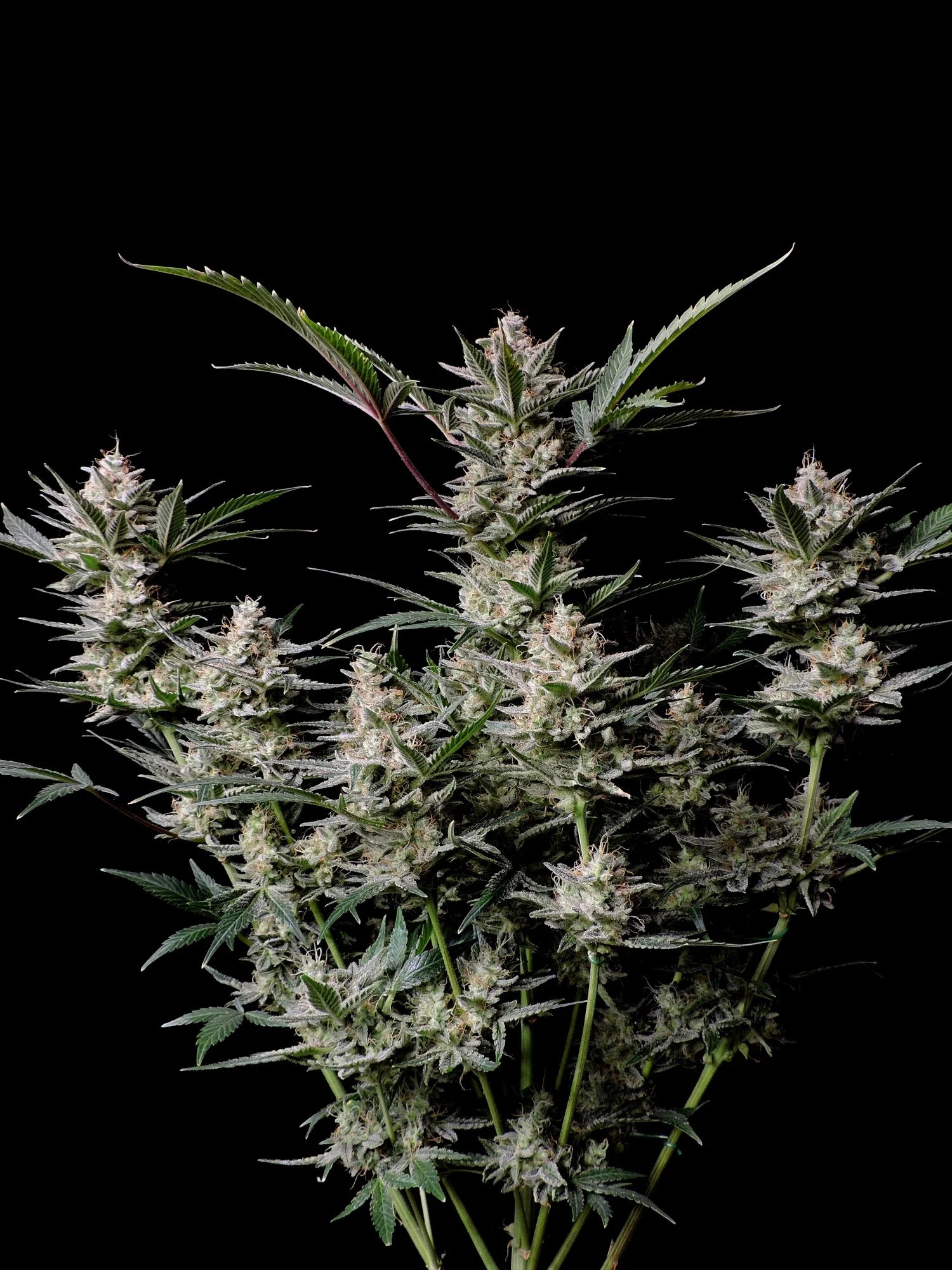 Graines de Strawberry Gorilla Auto by FastBuds