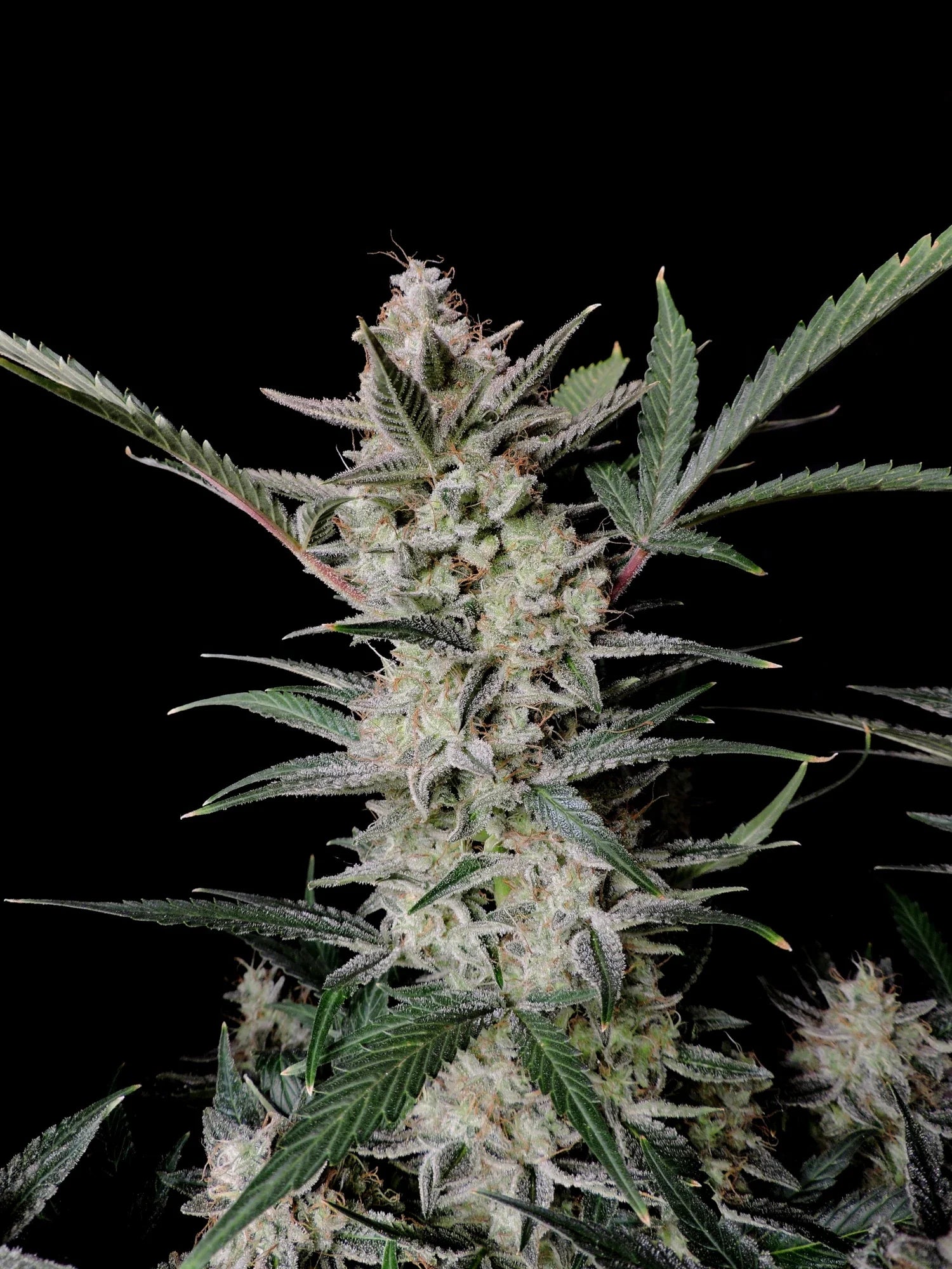 Graines de Strawberry Gorilla Auto by FastBuds