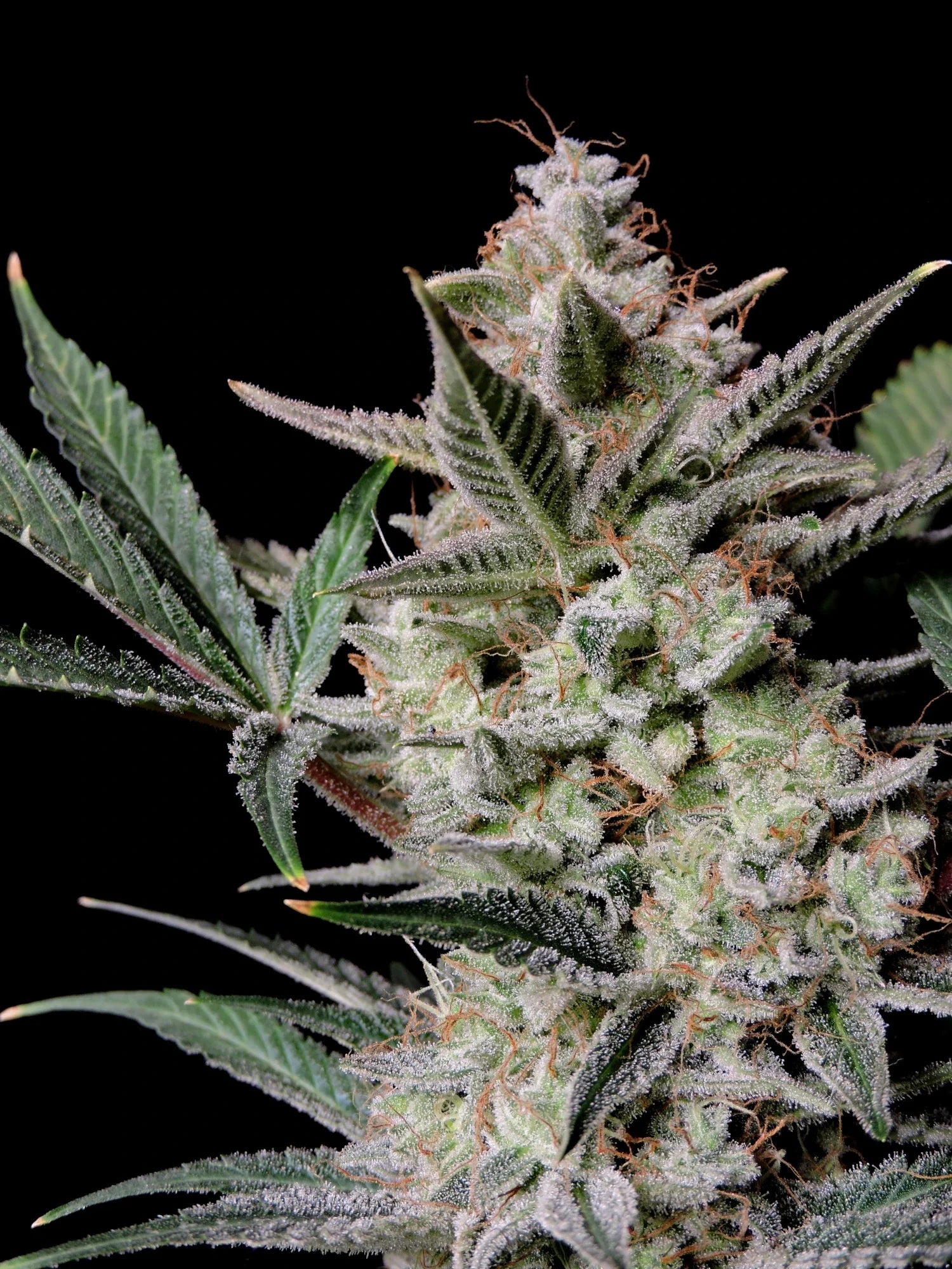 Graines de Strawberry Gorilla Auto by FastBuds