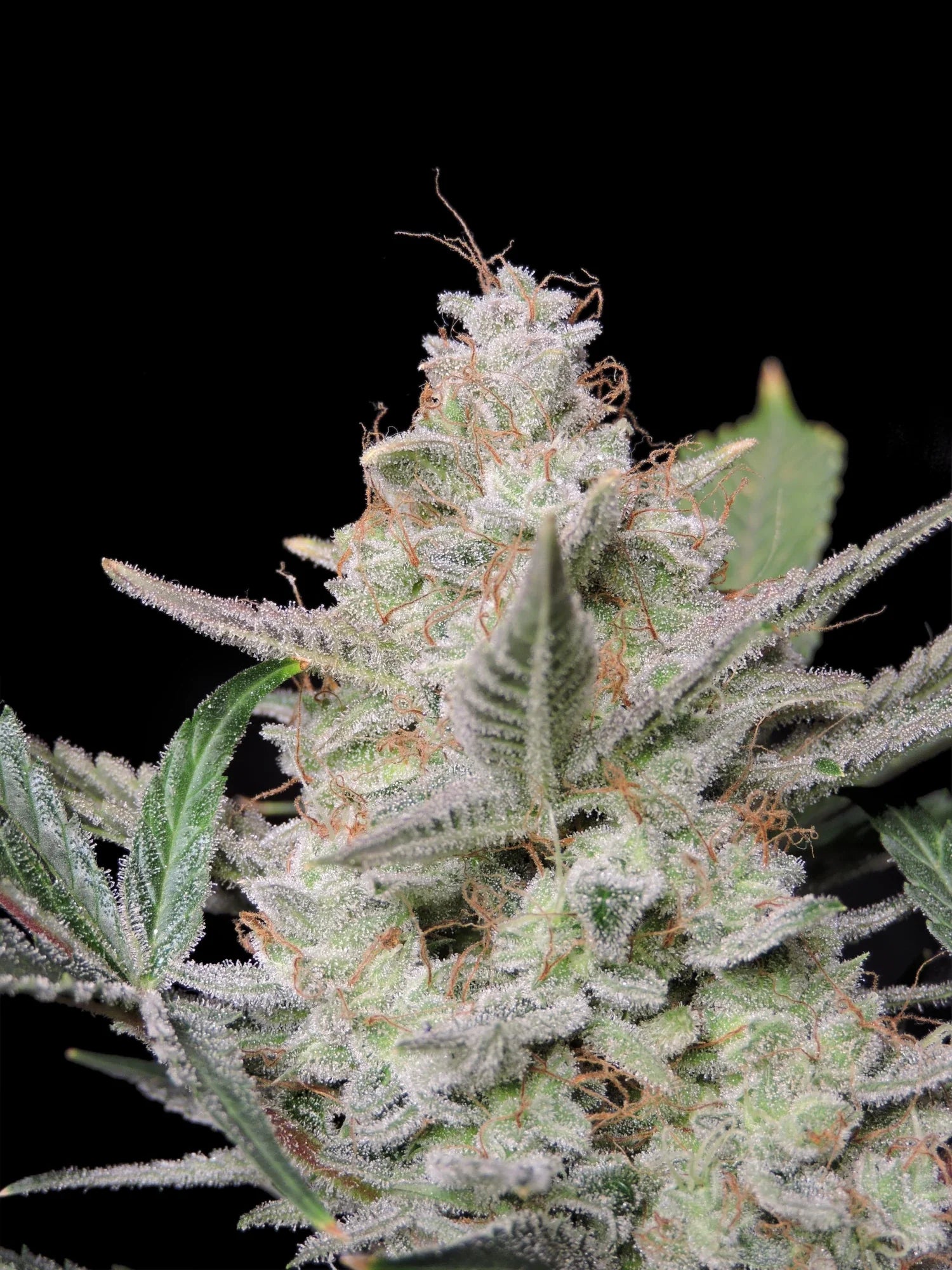 Graines de Strawberry Gorilla Auto by FastBuds