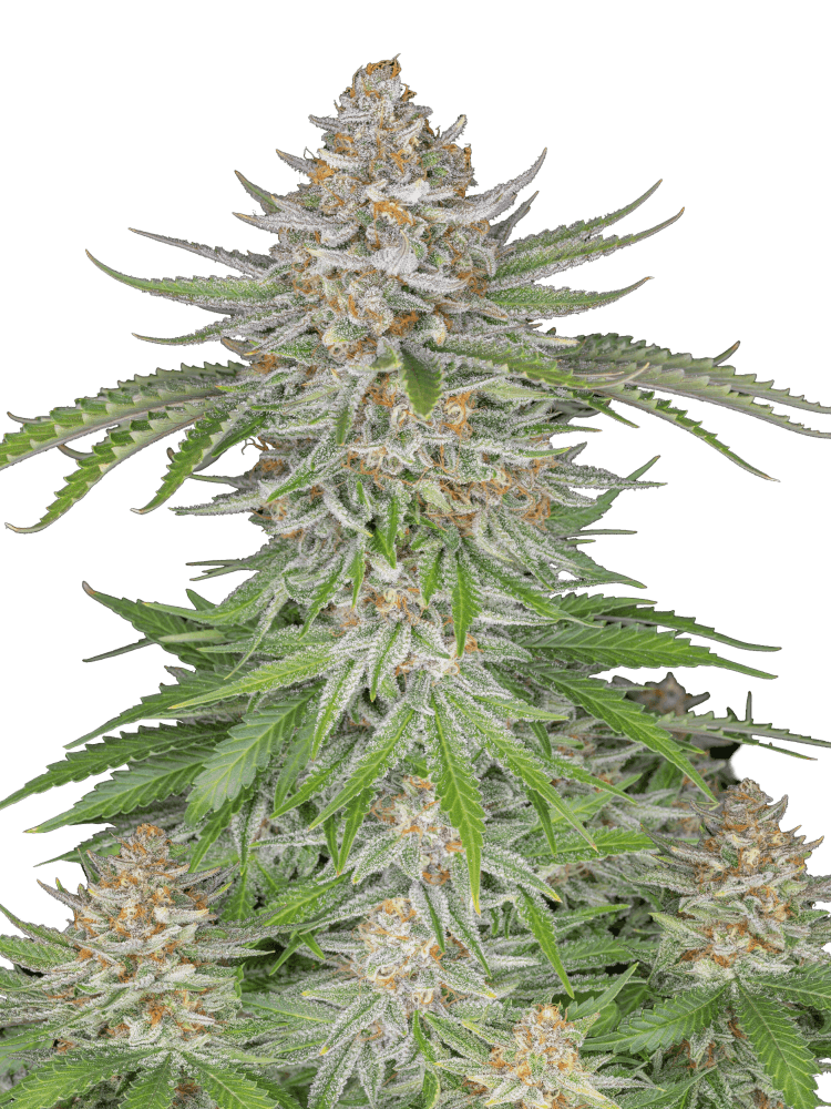 Graines de Strawberry Pie Auto by FastBuds