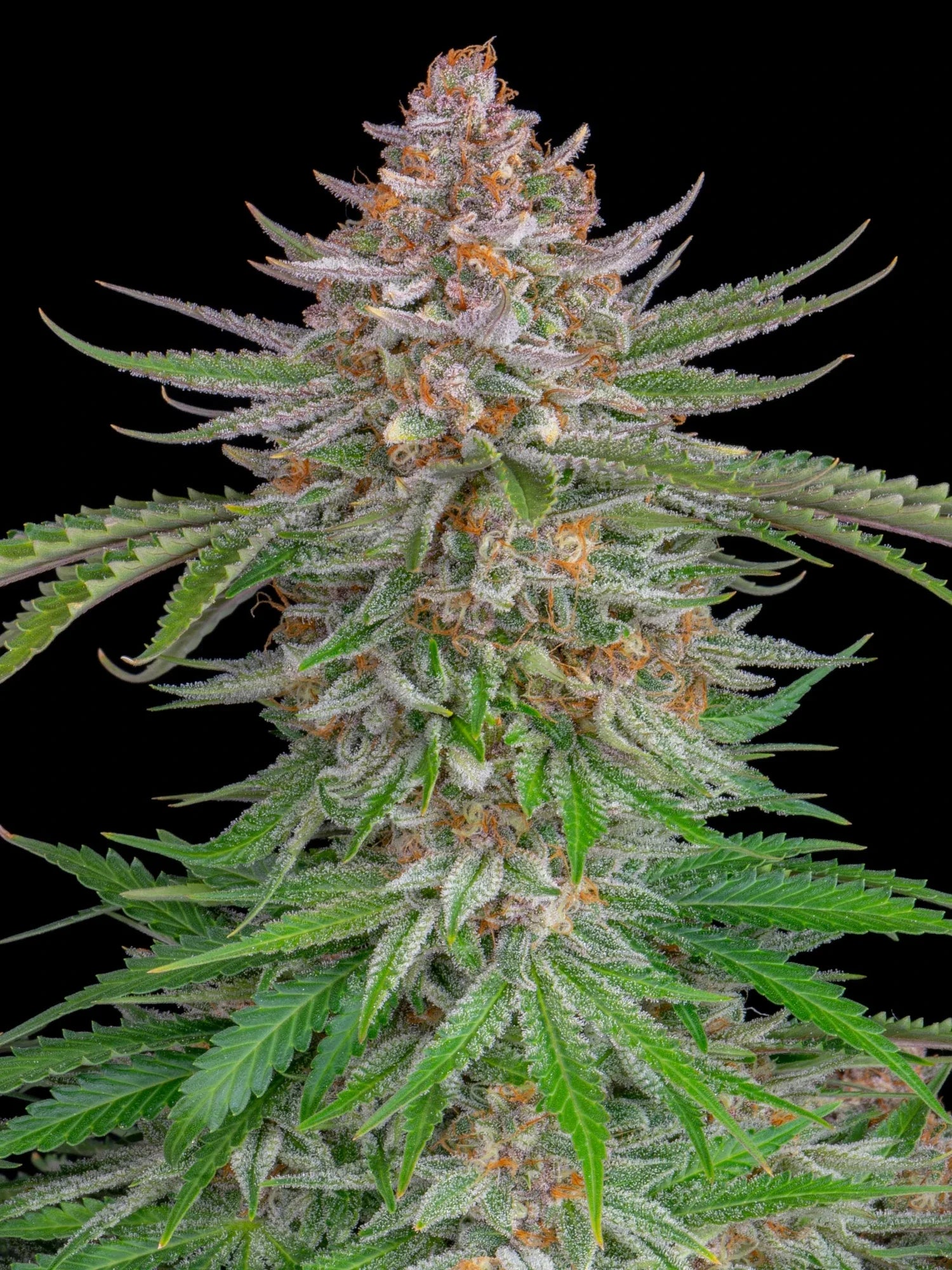 Graines de Strawberry Pie Auto by FastBuds