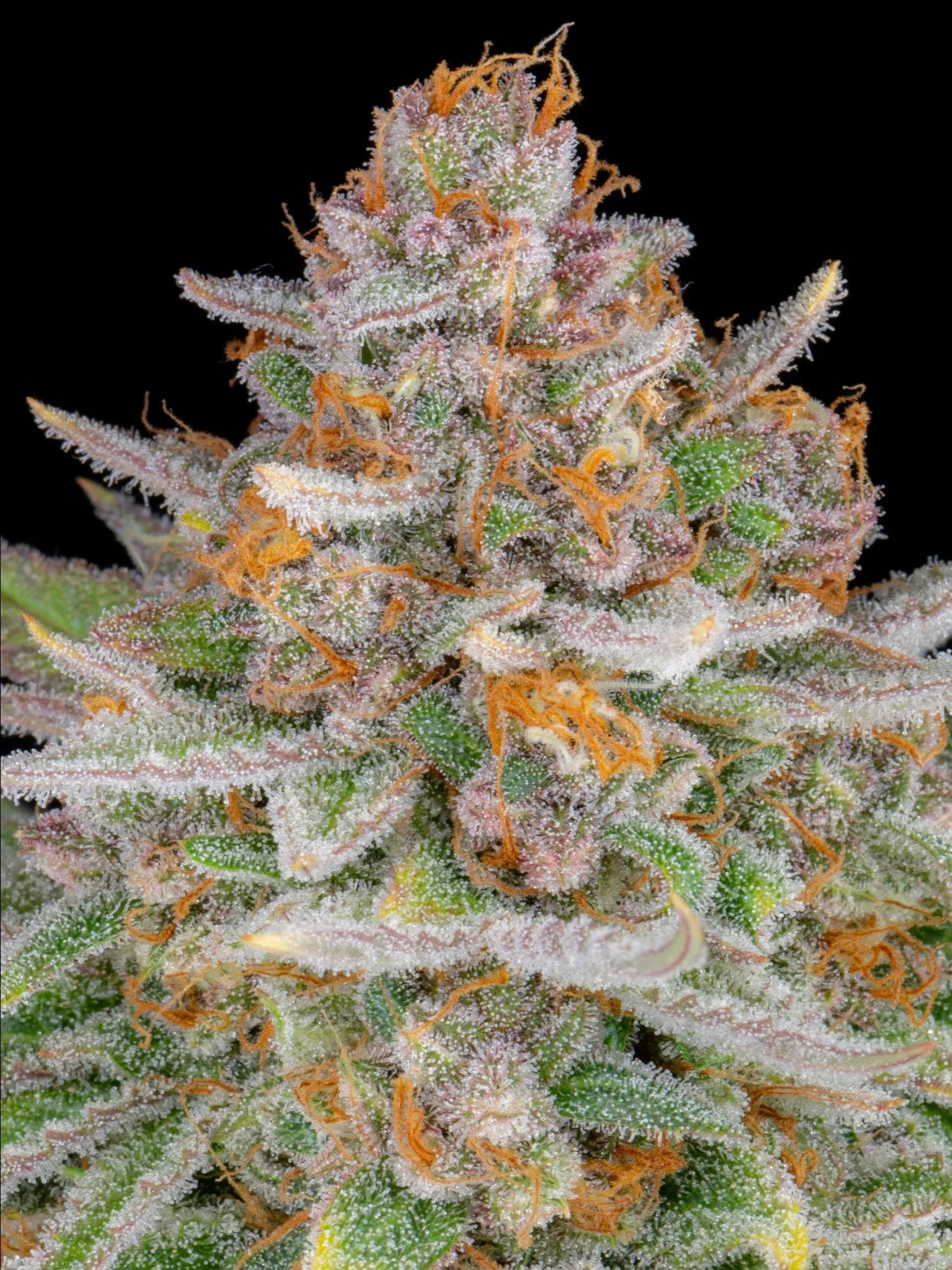 Graines de Strawberry Pie Auto by FastBuds