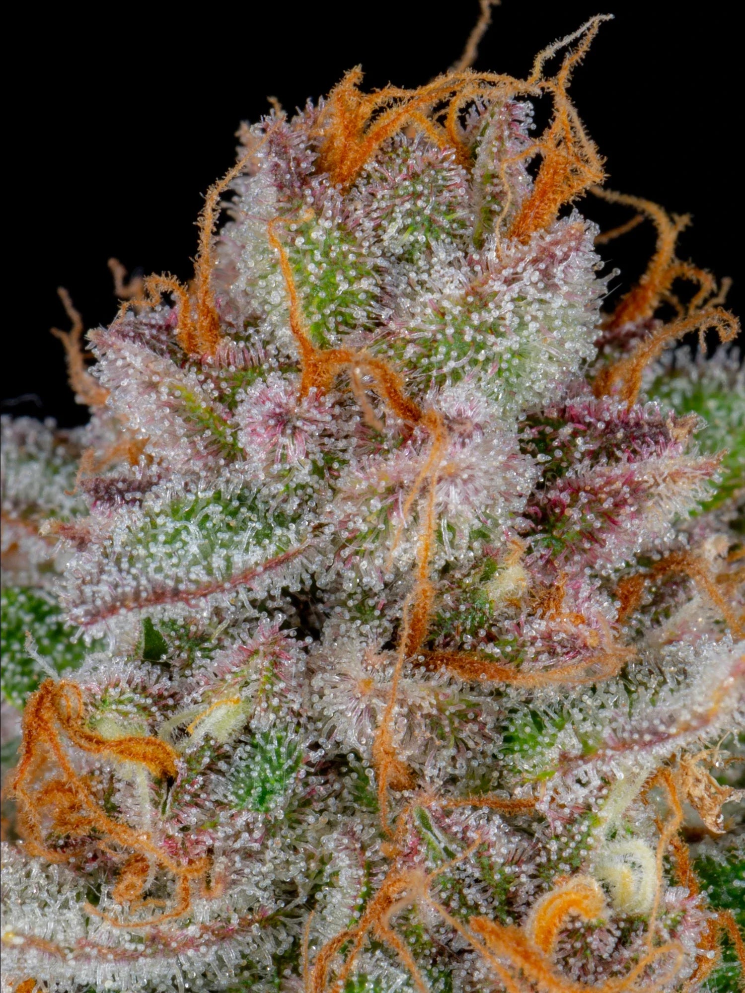 Graines de Strawberry Pie Auto by FastBuds