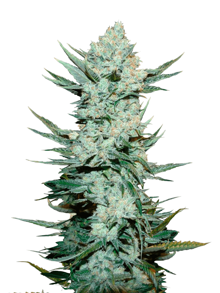 Graines de Tangie Auto by FastBuds