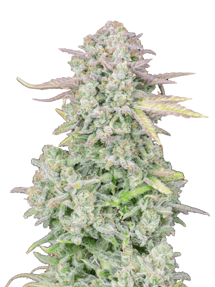 Graines de Trainwreck Auto by FastBuds