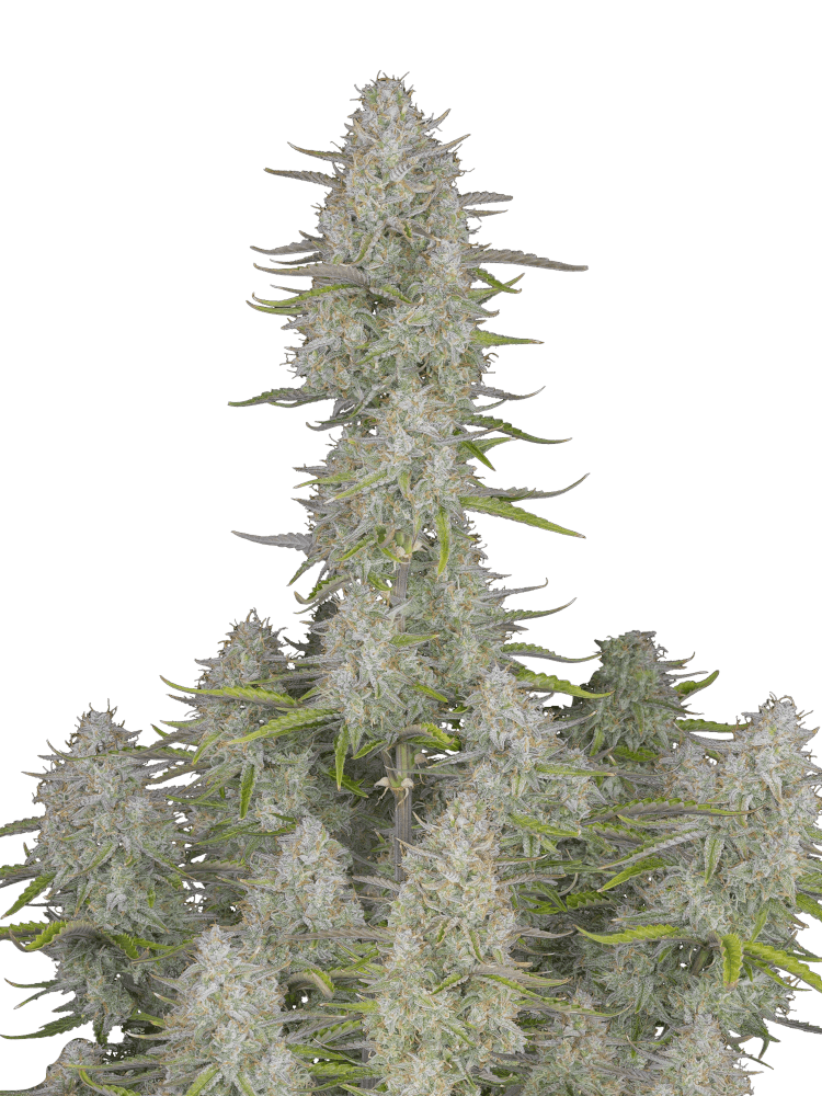 Graines de Wedding Cheesecake Auto by FastBuds