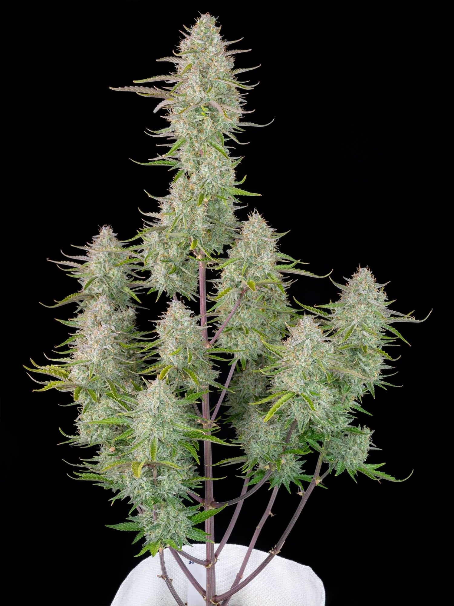 Graines de Wedding Cheesecake Auto by FastBuds