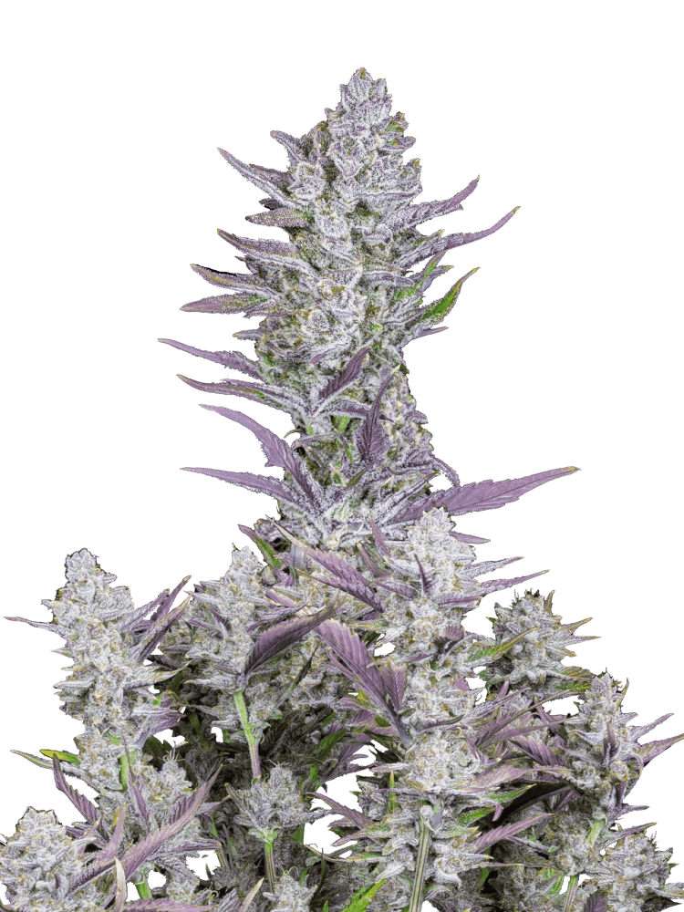 Graines de Wedding Glue Auto by FastBuds