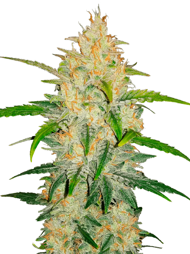 Graines de Zkittlez Auto by FastBuds