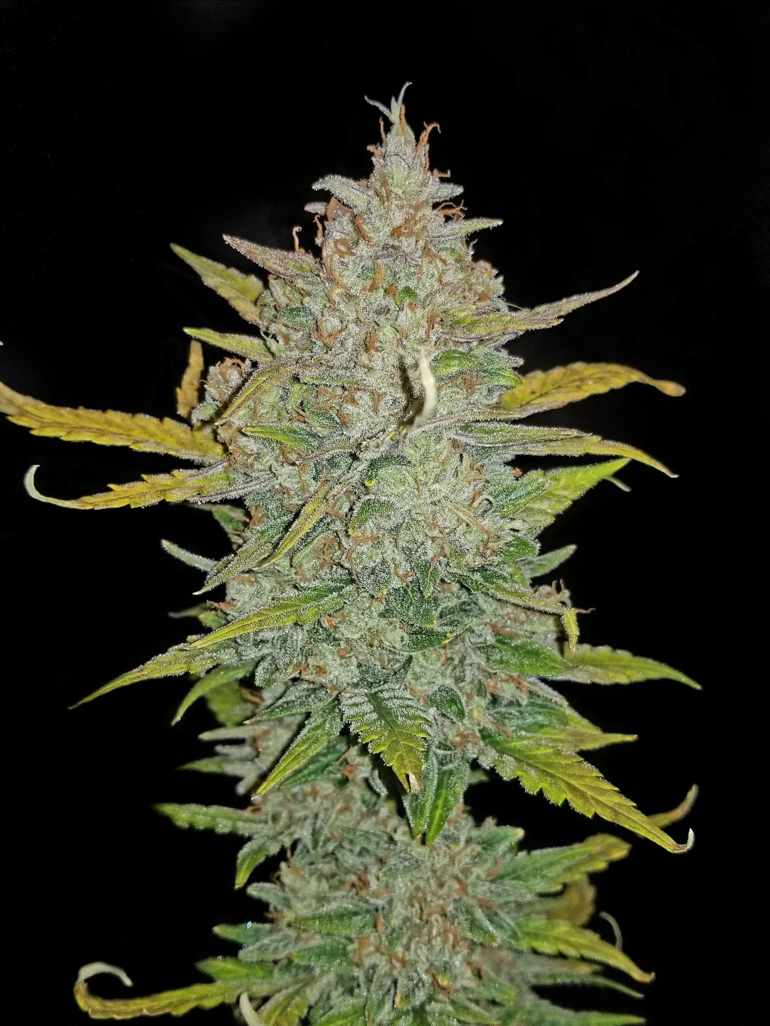 Graines de Zkittlez Auto by FastBuds