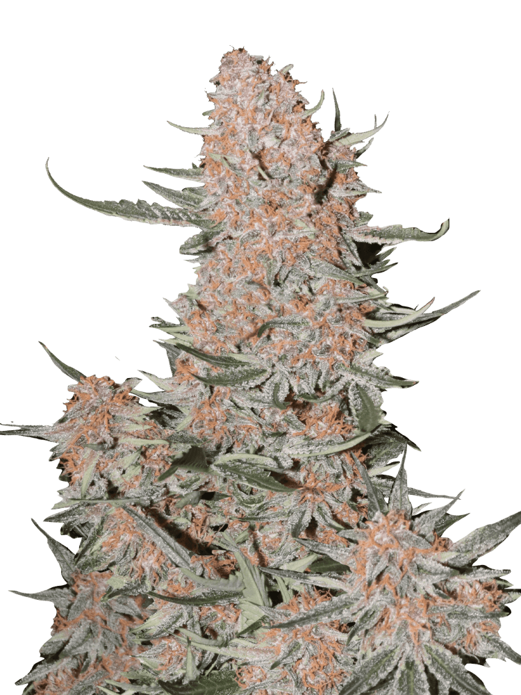 Graines de Ztrawberriez Auto by FastBuds