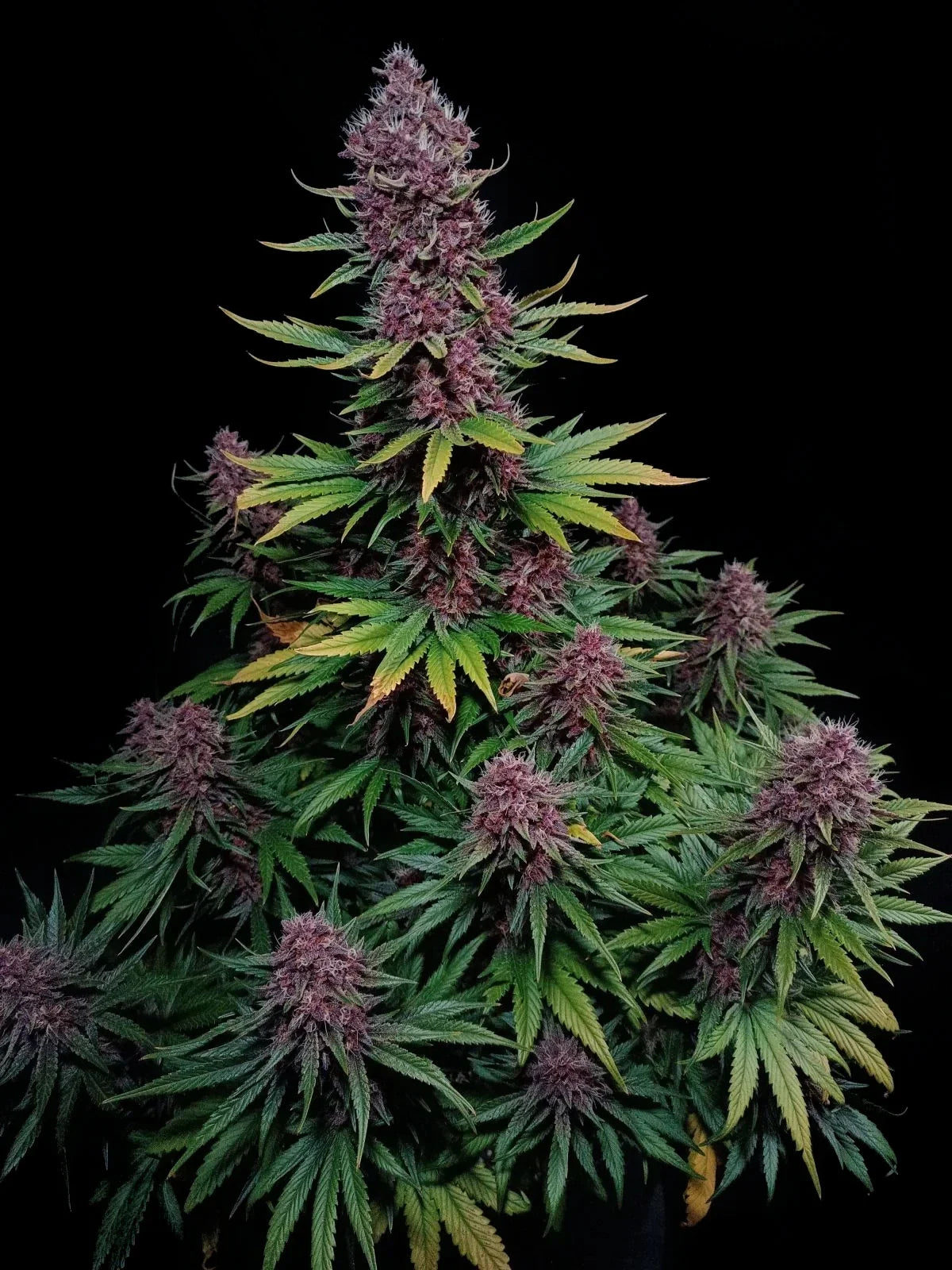 Graines de Ztrawberriez Auto by FastBuds