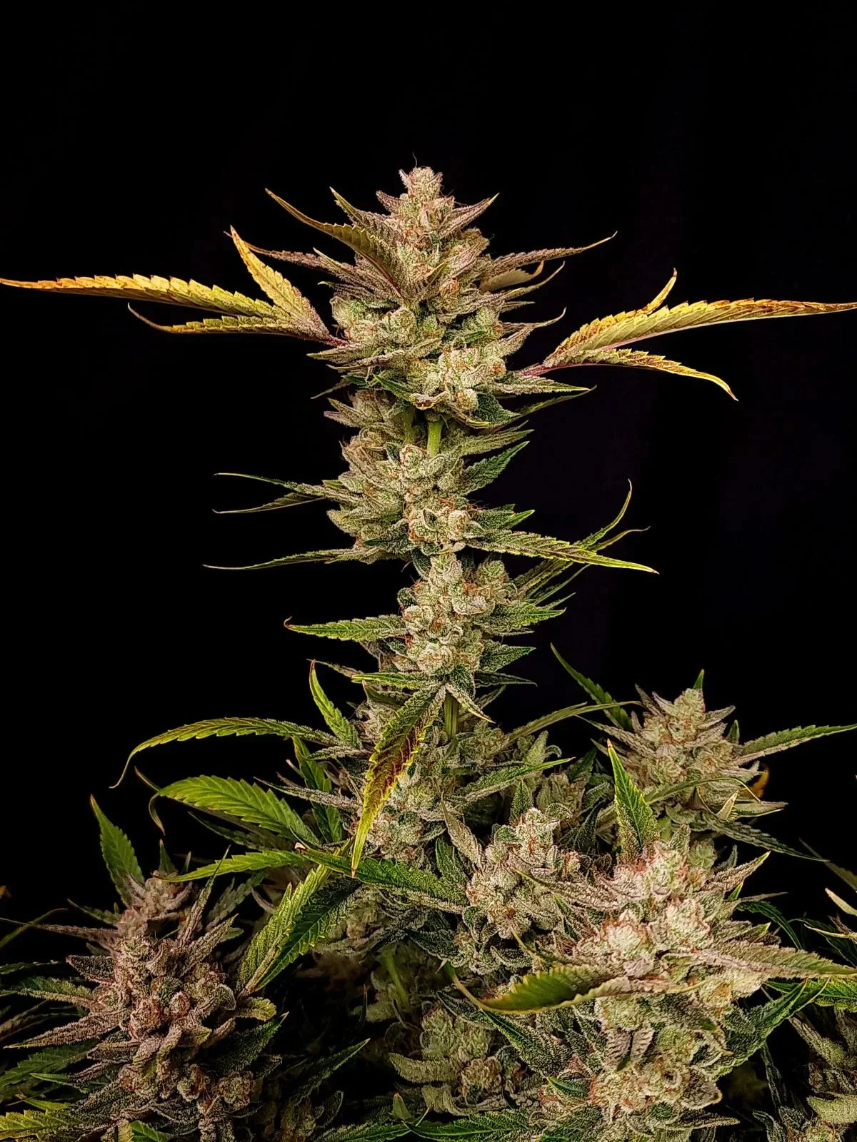 Graines de Ztrawberriez Auto by FastBuds