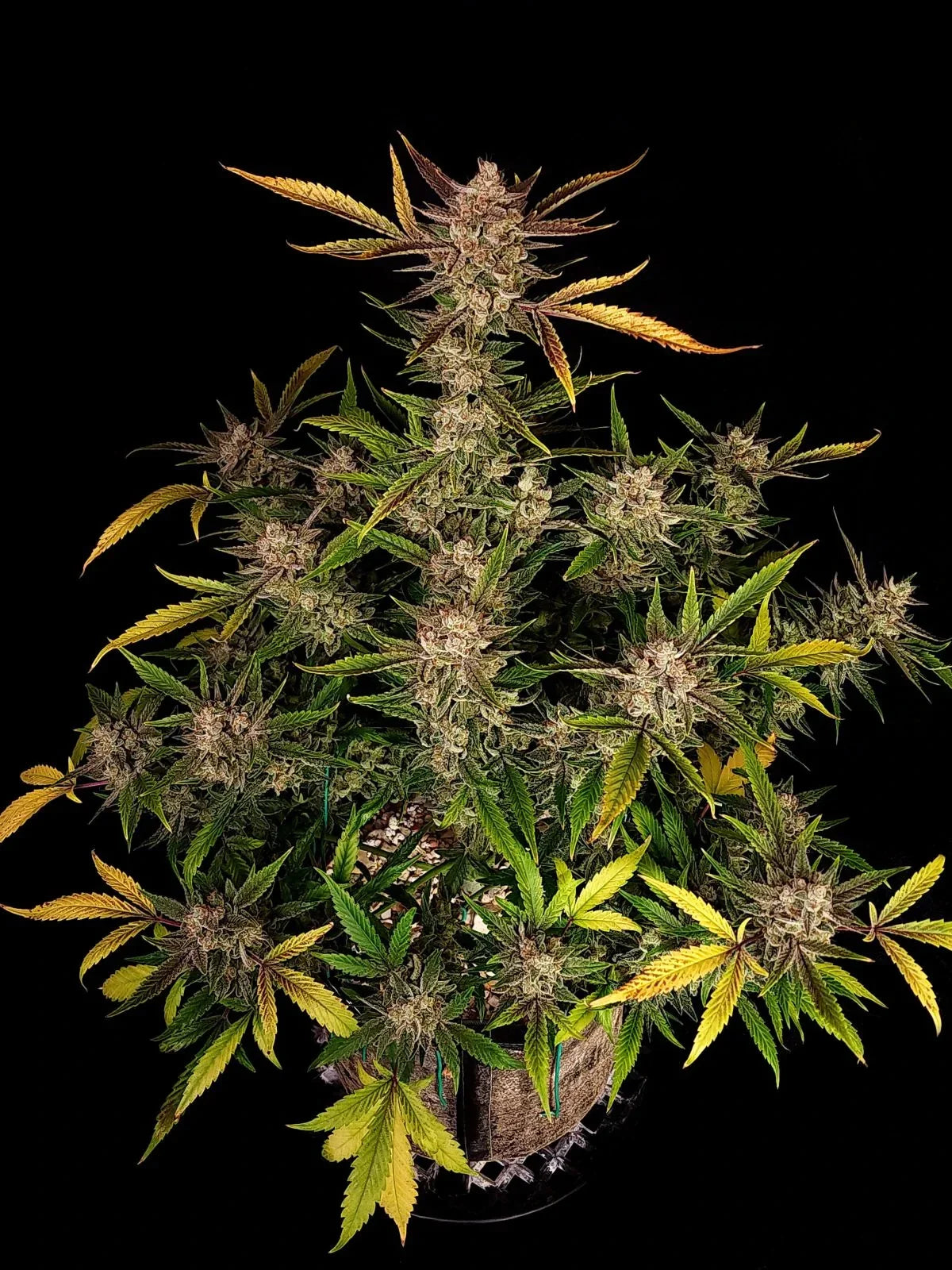 Graines de Ztrawberriez Auto by FastBuds