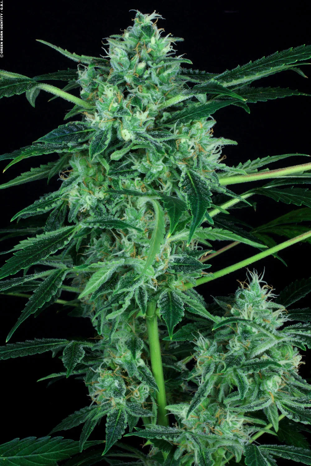 Auto Whiteberry - Paradise Seeds