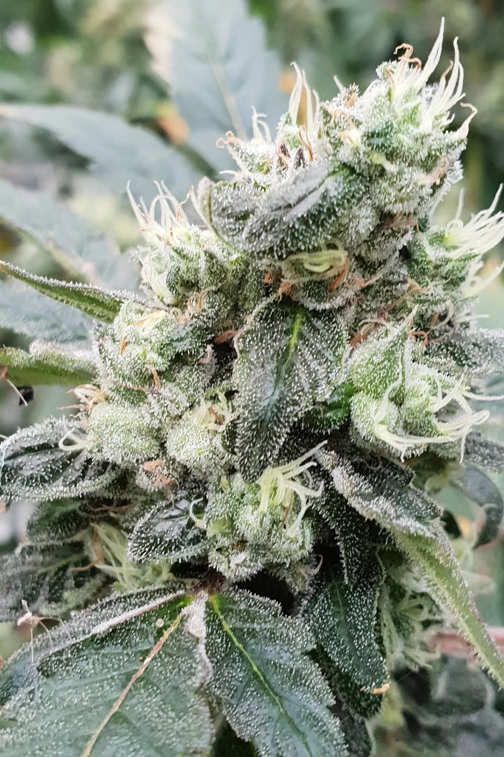 Lemonade Auto - Paradise Seeds