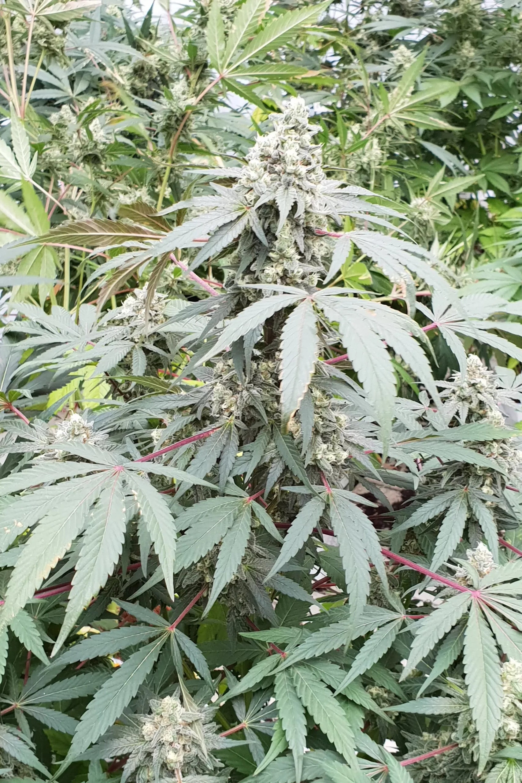 Lemonade Auto - Paradise Seeds