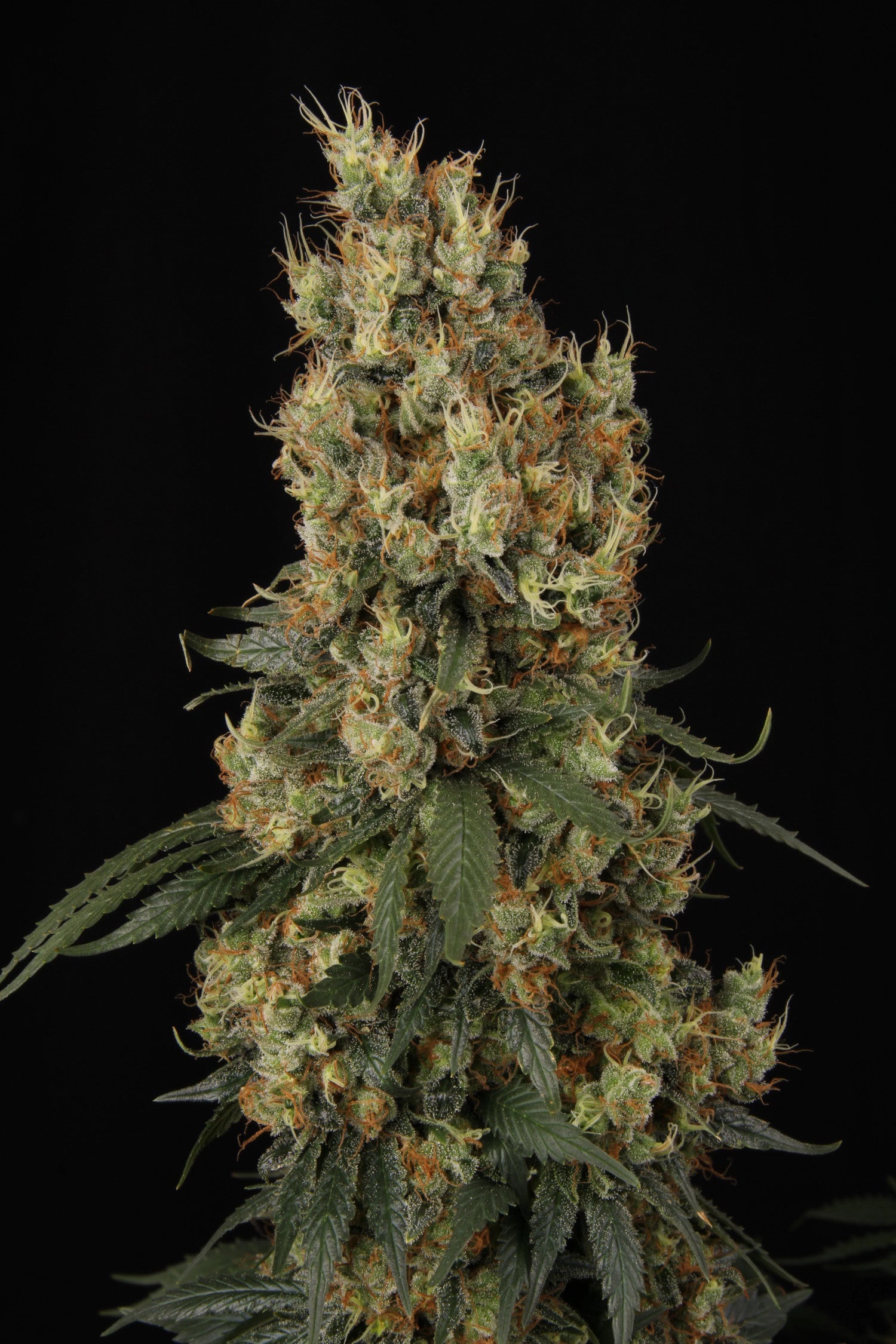 Mendocino Skunk Féminisée - Paradise Seeds