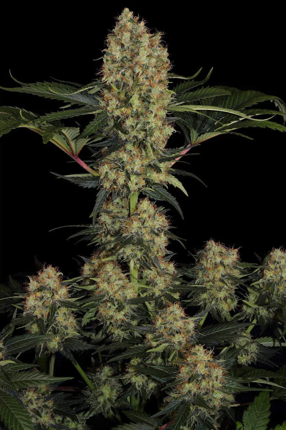 Mendocino Skunk Féminisée - Paradise Seeds