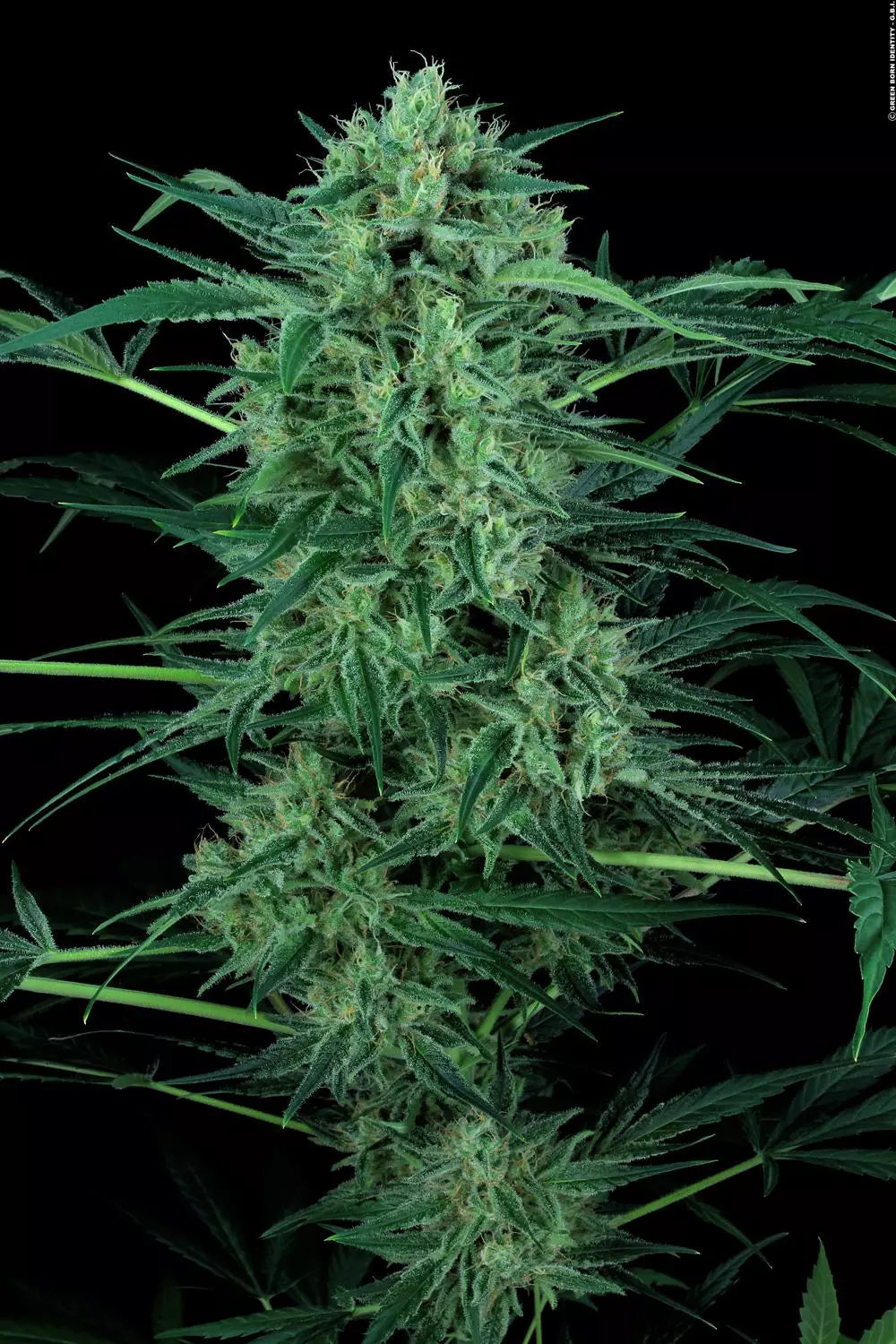 Nebula II CBD Féminisée - Paradise Seeds