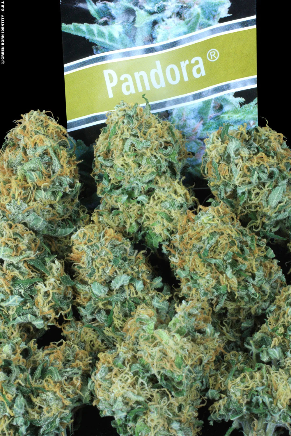 Pandora AutoFloraison - Paradise Seeds